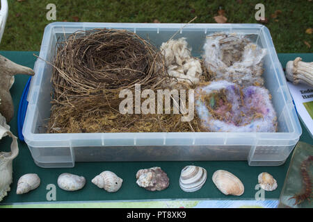 Sammlung von vogelnestern und Muscheln auf dem Tisch oben angezeigt. Stockfoto