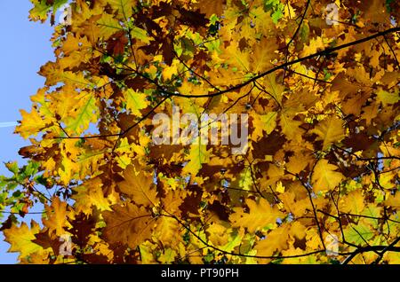 Große Eiche Blätter zurück leuchtet im Herbst Minwear Woods Pembrokeshire Wales cymru Großbritannien Stockfoto
