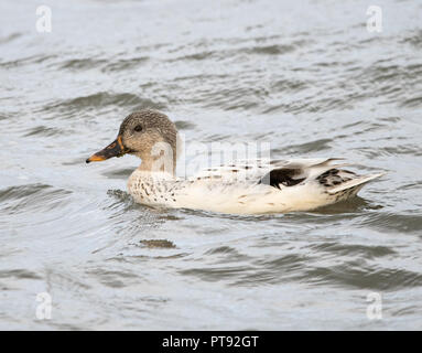 Stockente mit domestizierten Gefieder Stockfoto