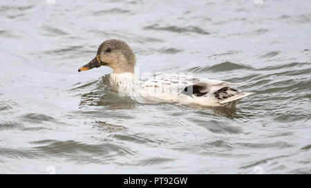 Stockente mit domestizierten Gefieder Stockfoto