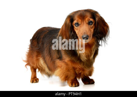 Studio geschossen von einem entzückenden langhaarige Dackel stehen auf weißen Hintergrund. Stockfoto