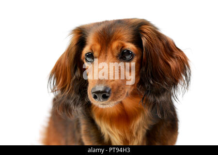 Portrait einer adorable langhaarigen Dackel, studio Shot, isoliert auf Weiss. Stockfoto