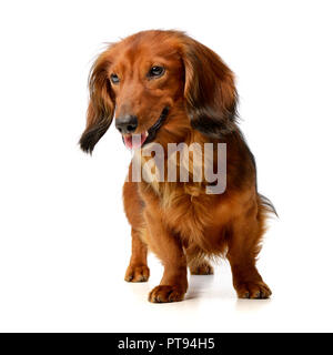 Studio geschossen von einem entzückenden langhaarige Dackel stehen auf weißen Hintergrund. Stockfoto