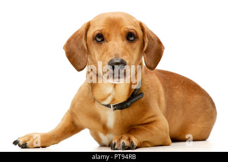 Studio geschossen von einem entzückenden gemischte Rasse Hund liegend auf weißem Hintergrund. Stockfoto