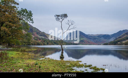 Der einsame Baum auf buttermere See Stockfoto