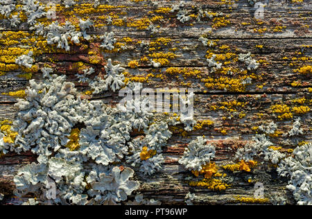 Hintergründe und Texturen: alte, gesprungene Holzbrett mit Flechten und Moos, Natur abstrakt Stockfoto