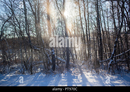 Bäume in Hardisty, Alberta, Kanada am 7. Dezember 2013. Hardisty Terminal 1 ist der Ausgangspunkt der Keystone Pipeline. Bau ist derzeit auf dem TransCanada Hardisty Terminal 2, die den Ausgangspunkt der Keystone XL Pipeline, die Öl aus dem Alberta Oilsands zu den Märkten in den Vereinigten Staaten werden im Gange. Das tanklager Hosts auch Öl Verkehrsmittel für Gibson Energie, Enbridge, EnCana Corporation und Husky Öl. Stockfoto