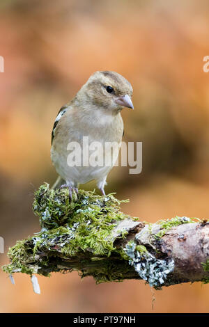Weibliche buchfink Nahrungssuche im Herbst in Mid Wales Stockfoto