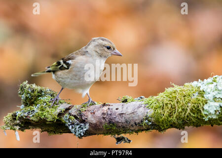 Weibliche buchfink Nahrungssuche im Herbst in Mid Wales Stockfoto