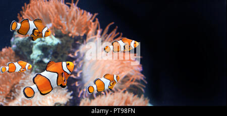 Seeanemone und Clownfische in Marine Aquarium auf schwarzem Hintergrund. Mock up Vorlage. Kopieren Sie Platz für Text Stockfoto