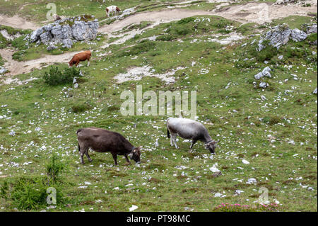 Zwei Kühe auf einer Wiese hoch oben in den Bergen im Tre Cime Nationalpark, in den italienischen Dolomiten an einem Sommernachmittag Stockfoto