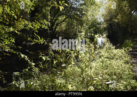 River Cray, Foots Cray Meadows, Sidcup, Kent. VEREINIGTES KÖNIGREICH Stockfoto