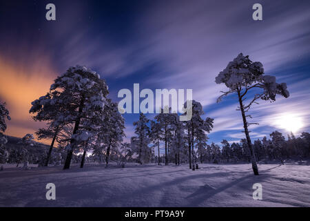 Tolle Nacht Himmel über Waldgebiet in Heia, Grong. Winter in Norwegen. Stockfoto