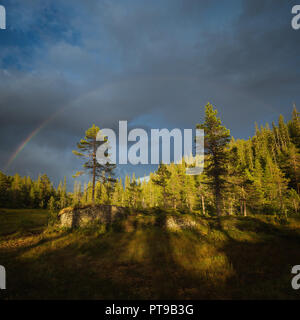 Licht nach dem Sturm, doppelten Regenbogen über dem Wald Jervskogen, Norwegen. Stockfoto