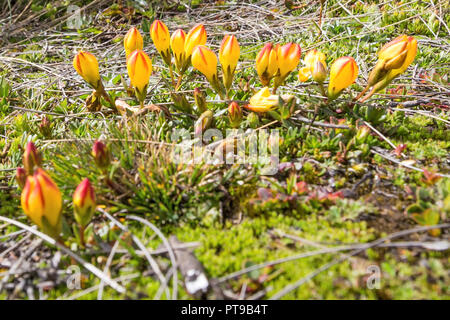 Pflanzen "El Cajas Nationalpark "La Toreadora' See 3900 m Guayaquil Ecuador, Provinz Stockfoto