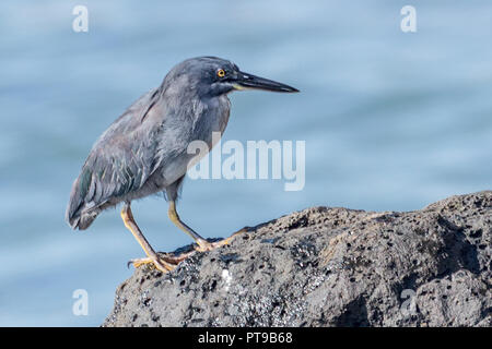 Lava Heron, Butorides sundevalli, Jagd, Puerto Baquerizo Moreno, San Cristobal Island, Galapagos, Ecuador Stockfoto