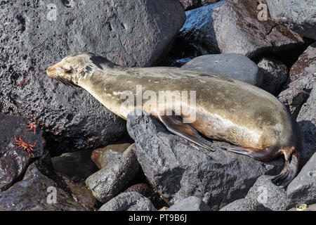 Sea Lion mit hell-rot, Sally Lightfoot Krabben, Promenade, Puerto Baquerizo Moreno, Playa de los Marinos, San Cristobal, Galapagos, Ecuador, Stockfoto