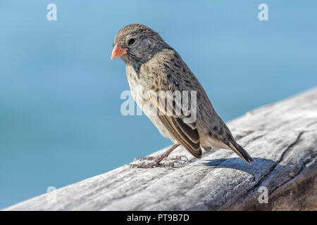 Weibliche medium Ground-Finch Geospiza, Fortis, Promenade, Puerto Baquerizo Moreno, Playa de los Marinos, San Cristobal, Galapagos, Ecuador Stockfoto