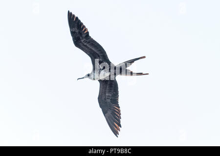 Weibliche herrliche Fregattvögel, Promenade, Puerto Baquerizo Moreno, Playa de los Marinos, San Cristobal, Galapagos, Ecuador, Stockfoto