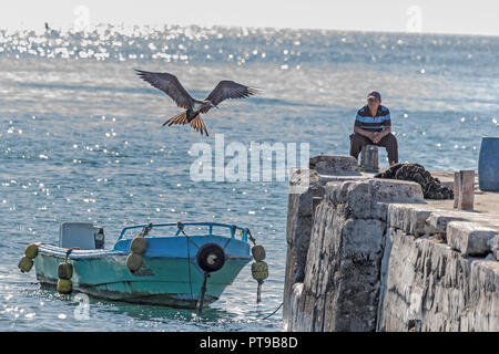 Herrliche Frigatebirds, Promenade, Puerto Baquerizo Moreno, Playa de los Marinos, San Cristobal, Galapagos, Ecuador, Stockfoto