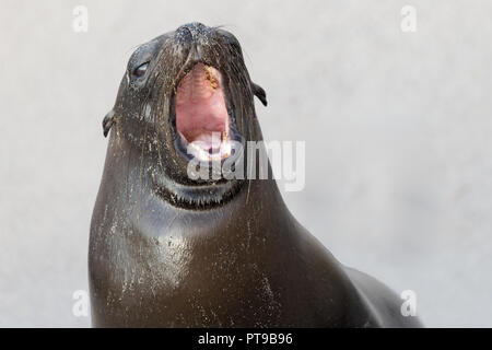 Sea Lion gähnen, Promenade, Puerto Baquerizo Moreno, Playa de Oro, San Cristobal, Galapagos, Ecuador, Stockfoto