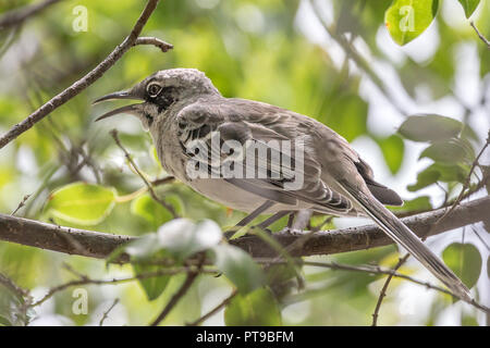 Mockingbird, Singen, Mimus melanotis, in einem Baum, San Cristobal Island, Galapagos, Ecuador Stockfoto