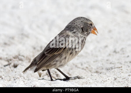 Weiblich, mittlere Ground-Finch, Darwin Finken, Geospiza Fortis, Puerto Chino Strand, Insel San Cristobal Galapagos, Ecuador Stockfoto