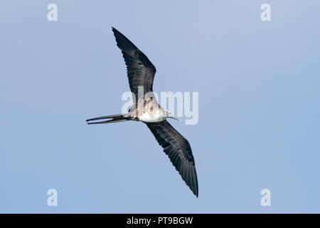 Unreife herrliche Frigate, Fregata magnificens, Puerto Baquerizo Moreno, Strand, Insel San Cristobal Galapagos, Ecuador Stockfoto
