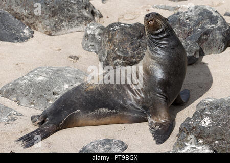 Sea Lion gähnen, Promenade, Puerto Baquerizo Moreno, Playa de Oro, San Cristobal, Galapagos, Ecuador, Stockfoto