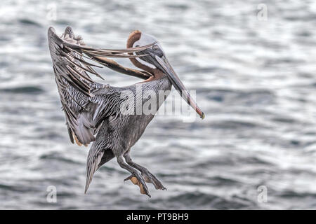 Brown pelican über zu landen, Pelecanus occidentalis, Puerto Baquerizo Moreno, Insel San Cristobal Galapagos, Ecuador Stockfoto