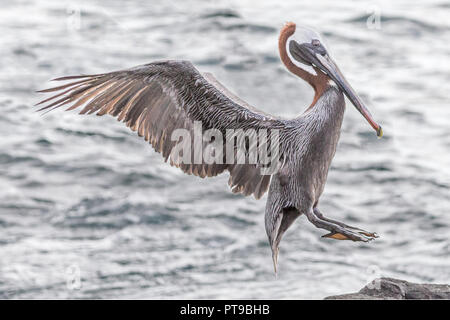 Brown pelican über zu landen, Pelecanus occidentalis, Puerto Baquerizo Moreno, Insel San Cristobal Galapagos, Ecuador Stockfoto