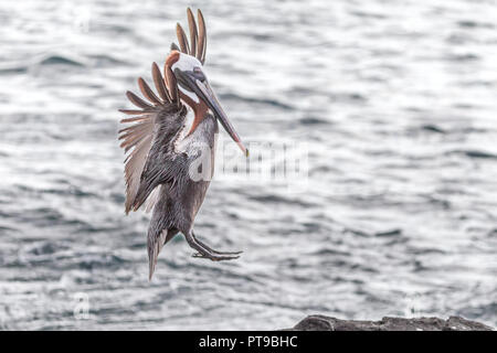 Brown pelican über zu landen, Pelecanus occidentalis, Puerto Baquerizo Moreno, Insel San Cristobal Galapagos, Ecuador Stockfoto