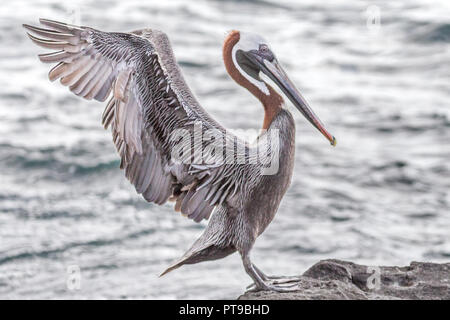 Brown pelican über zu landen, Pelecanus occidentalis, Puerto Baquerizo Moreno, Insel San Cristobal Galapagos, Ecuador Stockfoto