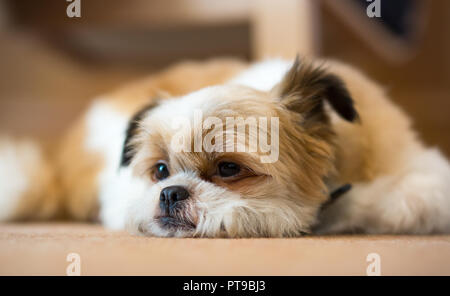 Nahaufnahme des niedlichen Haustieres Pommern Shih Tzu, der zu Hause im Haus lag, auf dem Teppich lag, Kinn auf dem Boden, vorgab zu schlafen, ein Ohr war humorvoll gespannt! Stockfoto