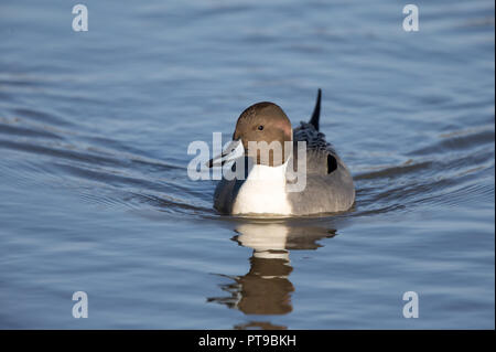 Nördliche Pintail Ente Männchen (Anas acuta) Schwimmen isoliert in UK See, genießen Wintersonne. Stockfoto