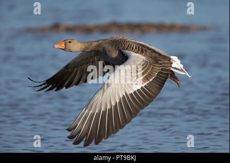 Nahansicht der wilden britischen Graugans (Anser anser), die im Flug isoliert und über dem Wasser fliegt, auf den Flügeln sind Federn im Detail zu sehen. Stockfoto