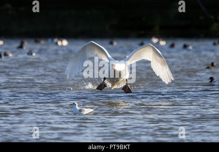 Vorderansicht des wilden, stummen Schwans (Cygnus olor), der aus dem Wasser abhebt, in die Luft startet, abhebt, Flügel ausbreiten und Sonnenlicht fangen. Stockfoto