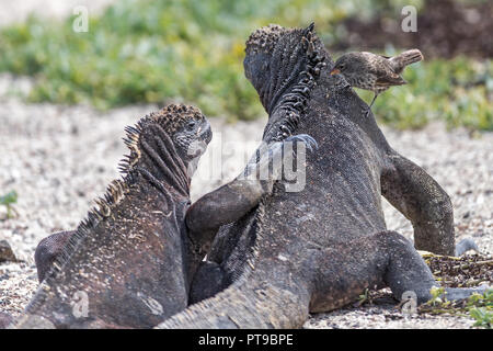 Weibliche Boden - Fink, Darwin Finken, aus pecking tote Haut/Parasiten, Marine iguana, La Loberia, San Cristobal Island, Galapagos, Ecuador Stockfoto