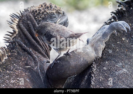 Weibliche Boden - Fink, Darwin Finken, aus pecking tote Haut/Parasiten, Marine iguana, La Loberia, San Cristobal Island, Galapagos, Ecuador Stockfoto