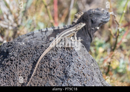 San Cristobal lava Eidechse, Microlophus bivittatus, auf einem Felsen, mit Marine iguana, La Loberia, San Cristobal Island, Galapagos, Ecuador Stockfoto