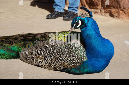 Eine sehr bunte Pfau, Resident in Powis Castle, in der Nähe von Banchory. Bild im April 2016 übernommen. Stockfoto