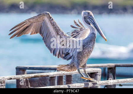 Brauner Pelikan, Pelecanus occidentalis, Puerto Baquerizo Moreno, Insel San Cristobal Galapagos, Ecuador Stockfoto