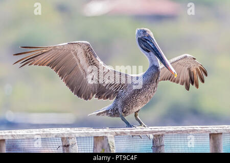 Brauner Pelikan, Pelecanus occidentalis, Puerto Baquerizo Moreno, Insel San Cristobal Galapagos, Ecuador Stockfoto