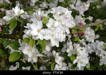 Apfelbaum in der Blüte (Suzanne's Garden, Le Pas, Mayenne, Pays de la Loire, Frankreich). Stockfoto