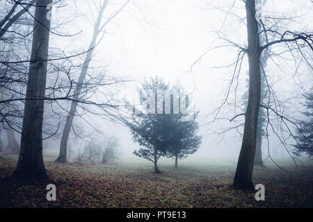 Ein kleiner Baum steht auf einer Lichtung, von der mystischen Bäumen Stockfoto