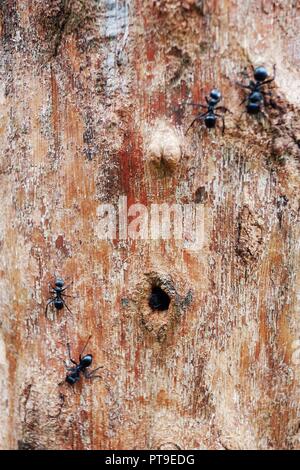 Nahaufnahme der Ameisen zu Fuß nach oben und unten auf einem roten Baum anmelden Stockfoto
