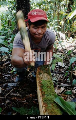 Mazedonien, Amazonien/Kolumbien - Mar 15 2016: Lokale ticuna Stammes- Mitglied entfernen der Rinde von einem Baum ist ein Textil zu verwenden wie Material Stockfoto