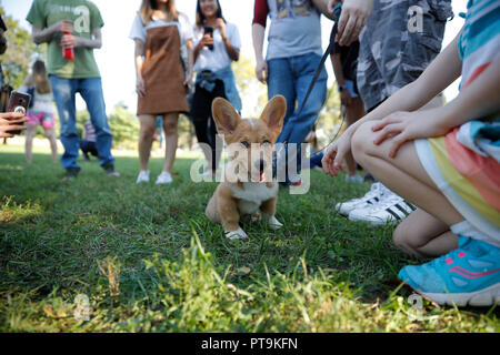 Washington, DC, USA. 7 Okt, 2018. Ein corgi Hund ist an der 'Million Corg März" in Washington, DC, USA, am 7. Oktober, 2018 gesehen. Credit: Ting Shen/Xinhua/Alamy leben Nachrichten Stockfoto