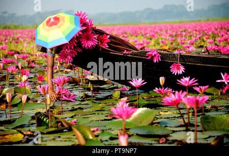 (181008) -- BARISAL, Oktober 8, 2018 (Xinhua) - ein Kind zupft Red water lily aus Wasser in Barisal, Bangladesch am 7. Oktober, 2018. (Xinhua) (dh) Stockfoto