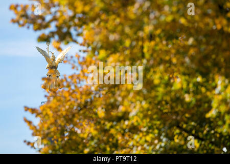 08. Oktober 2018, Berlin: Die Blätter im Herbst durch glänzen in der Sonne auf den Bäumen an der Straße des 17. Juni zwischen der Siegessäule und dem Brandenburger Tor. Foto: Bernd von Jutrczenka/dpa Stockfoto